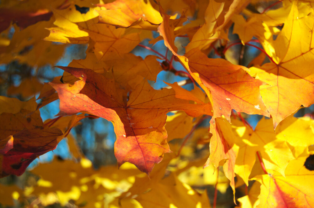 Photo #13796868