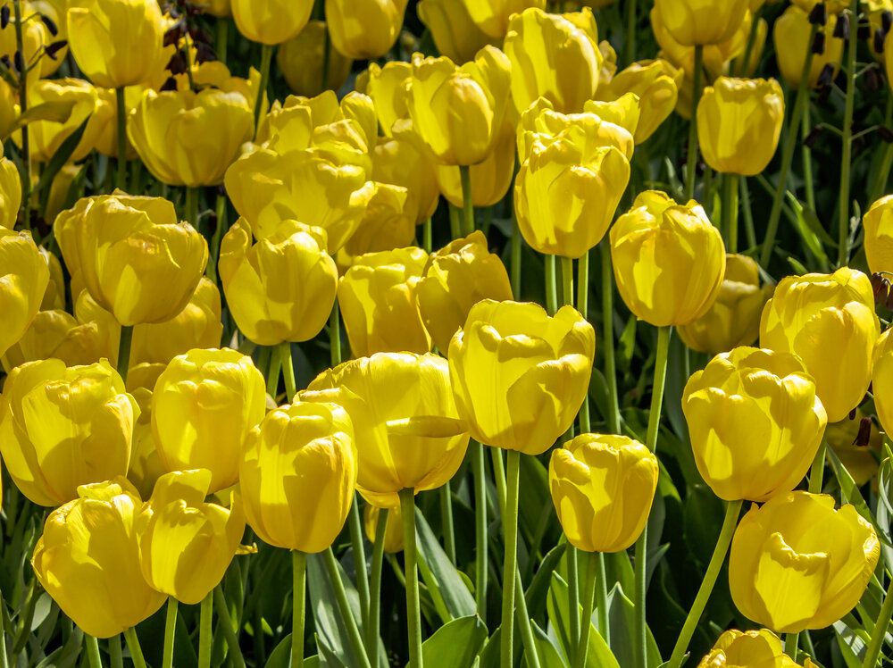 Золотая весна