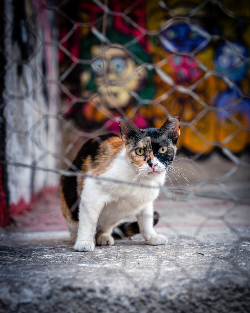Athens graffiti cat