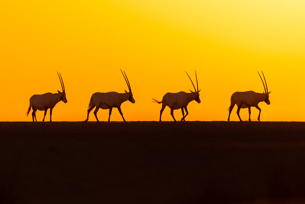 Photograph by Zubair Irshad