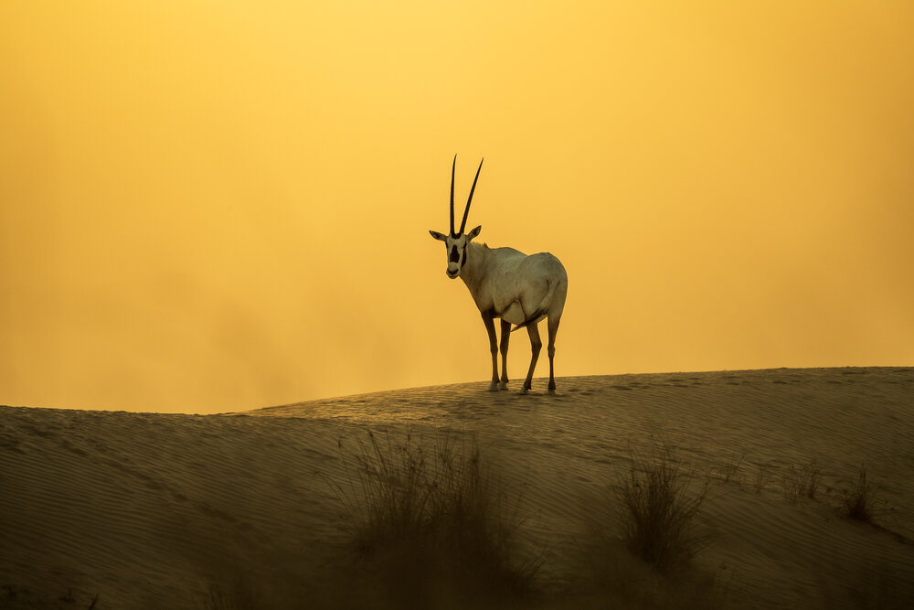 Photograph by Zubair Irshad
