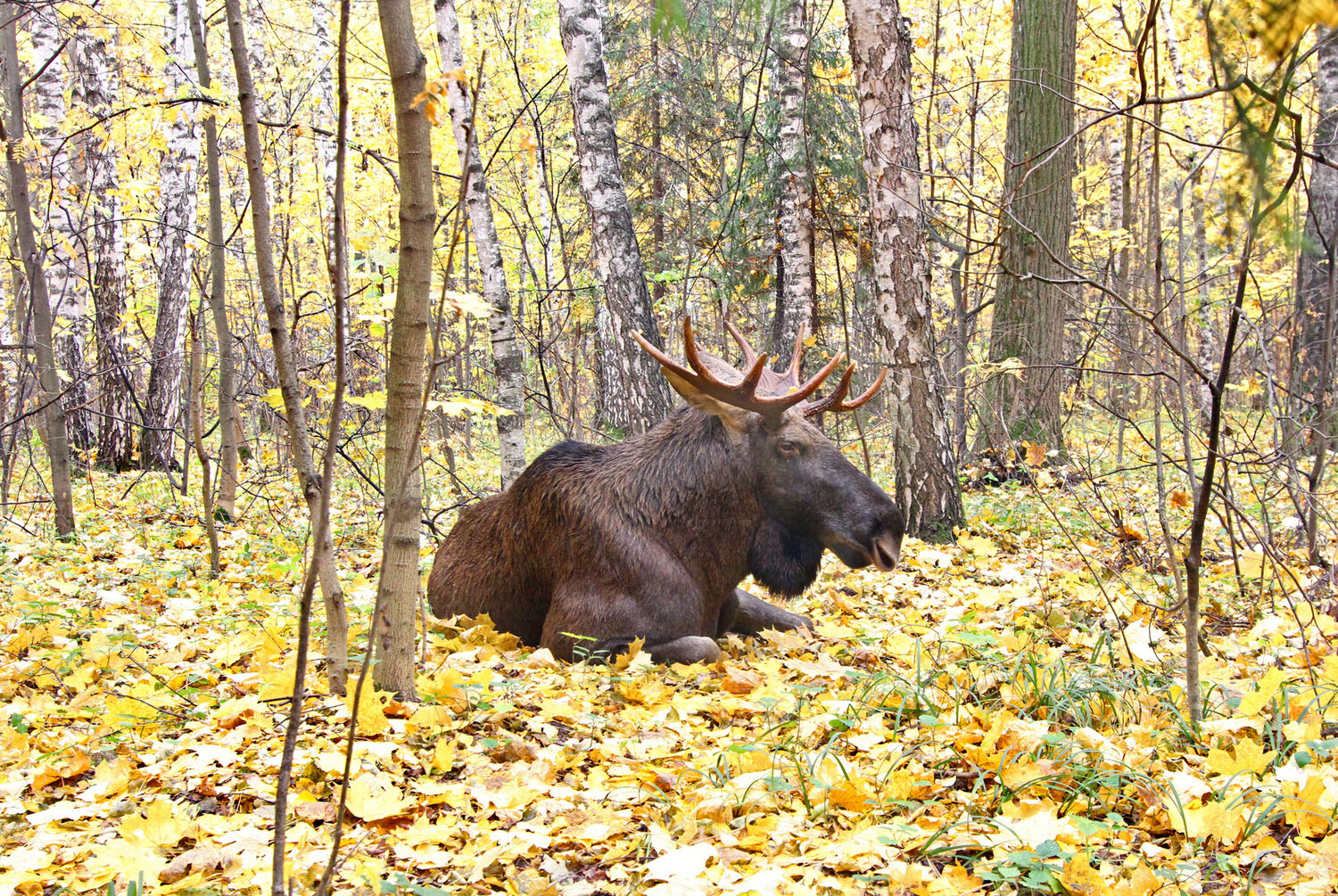 Photo #13797269