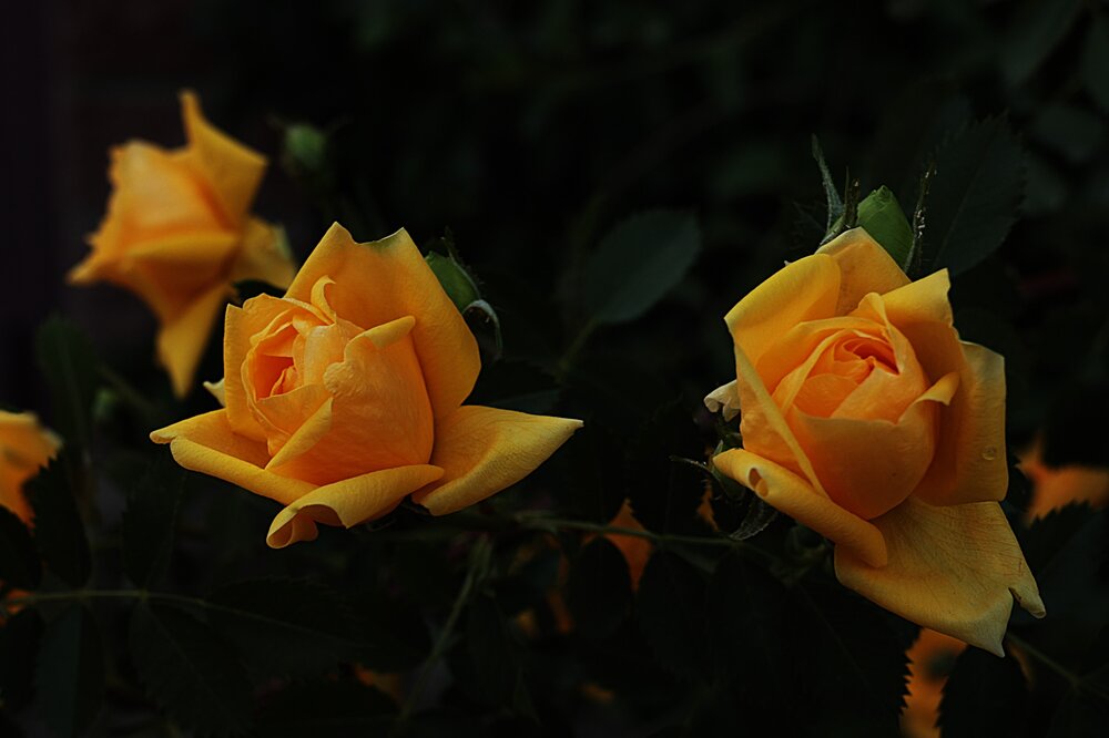 Photograph by Марина А-Б