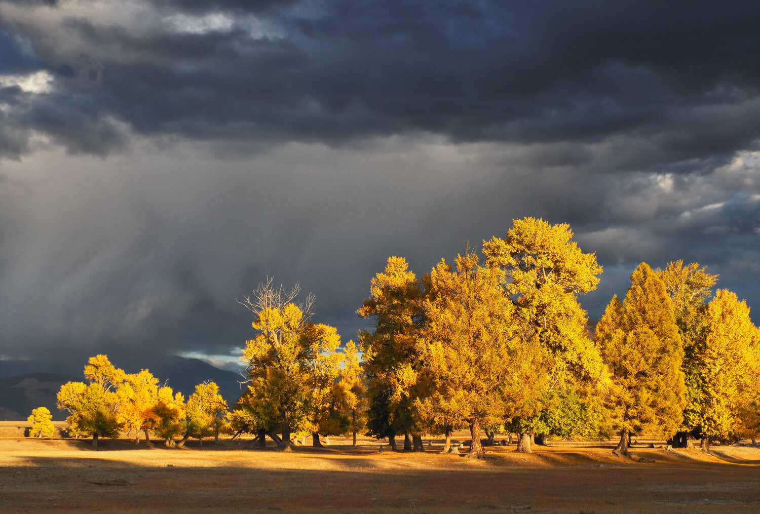 Photo #13797277