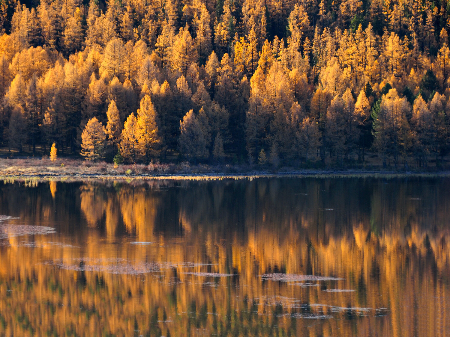 Photo #13797281