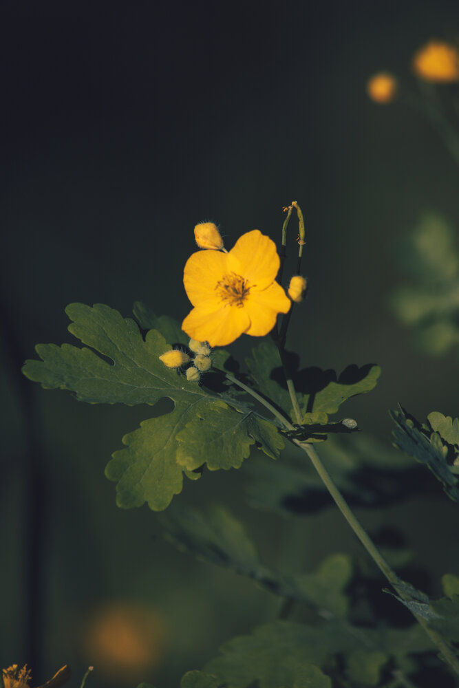 Photograph by Елена