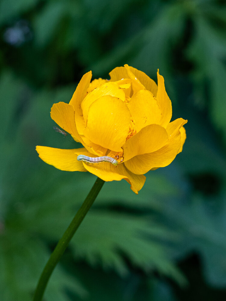 Photograph by Анастасия Глазюк
