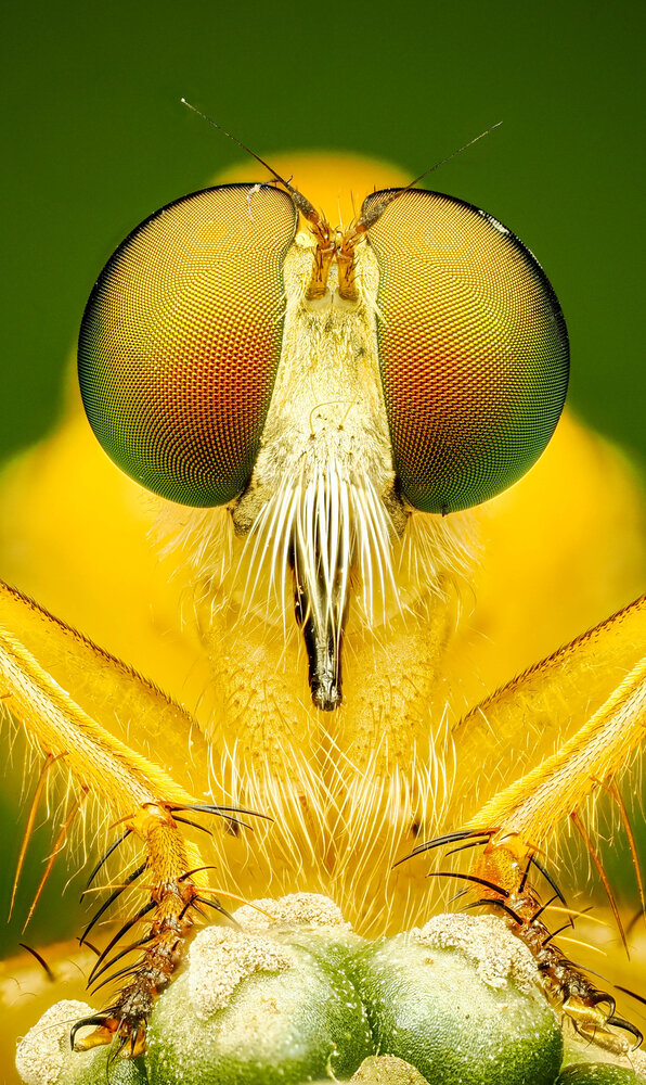 Portrait of a Predator