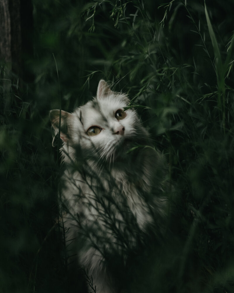 Кошка в траве