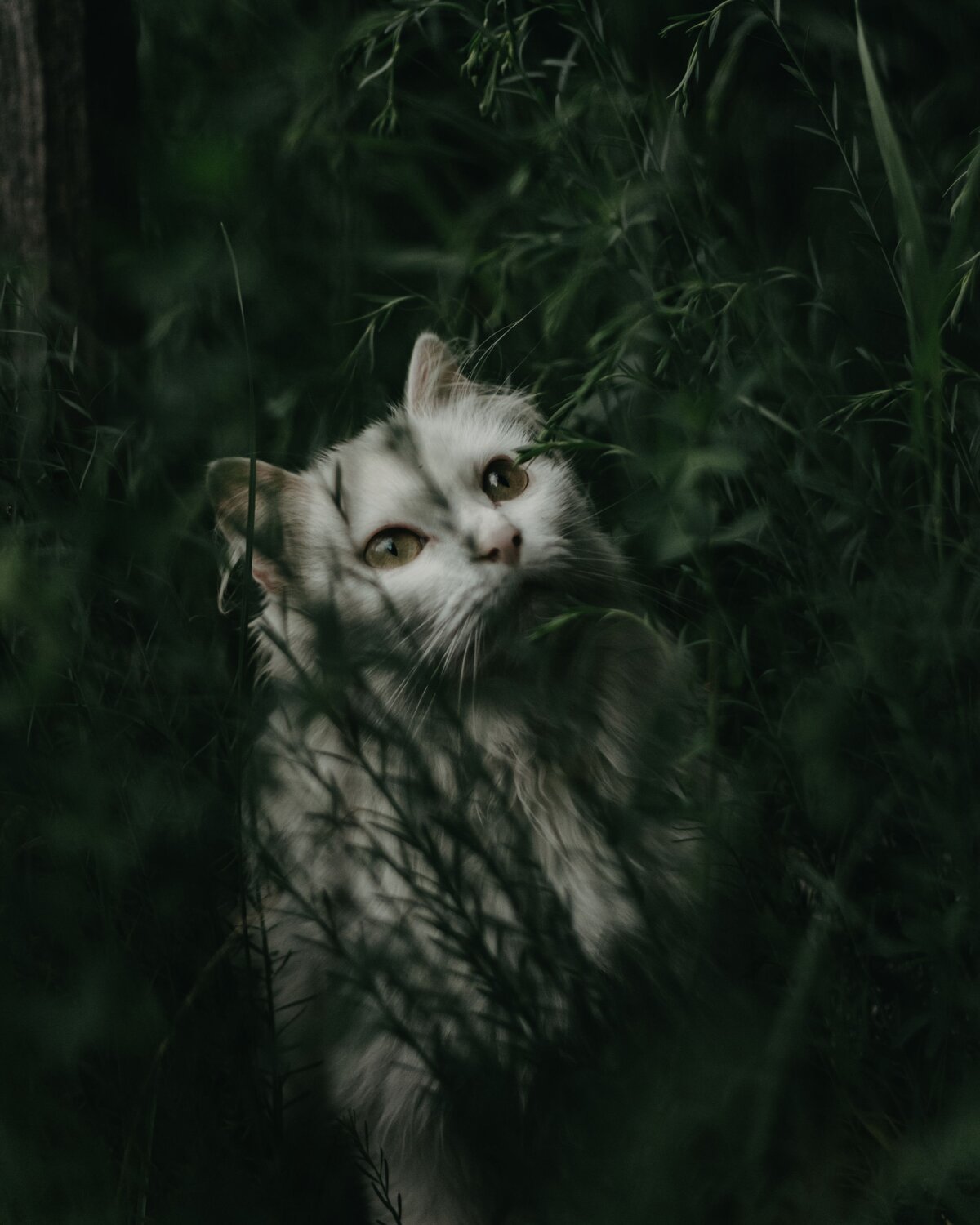 Кошка в траве