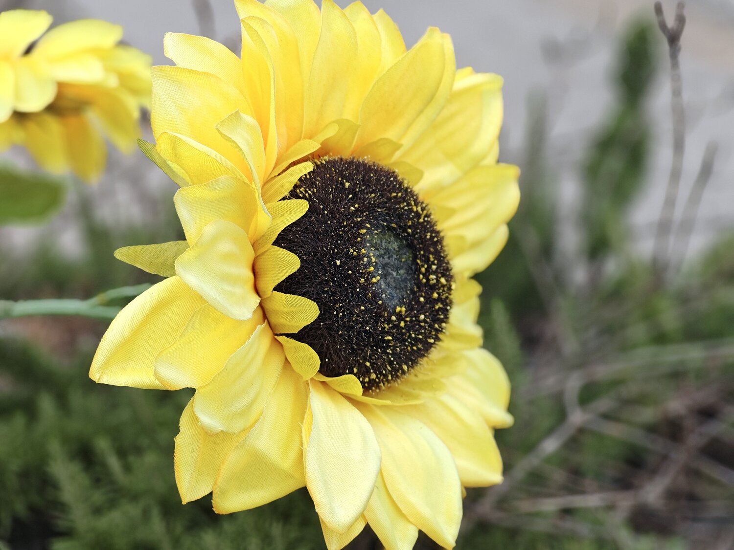GIRASOLE!