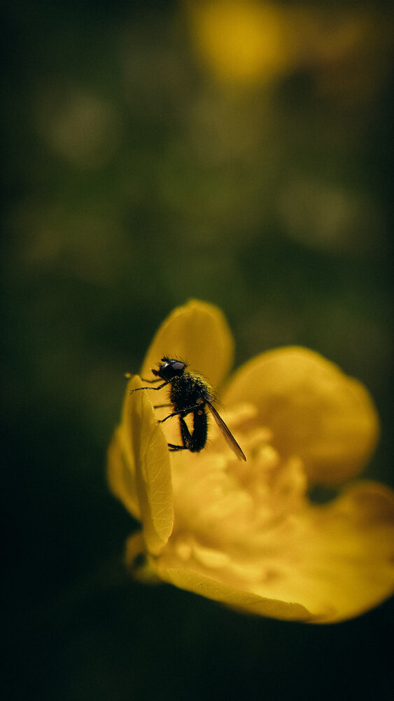 Photograph by Светлана Хмельницкая