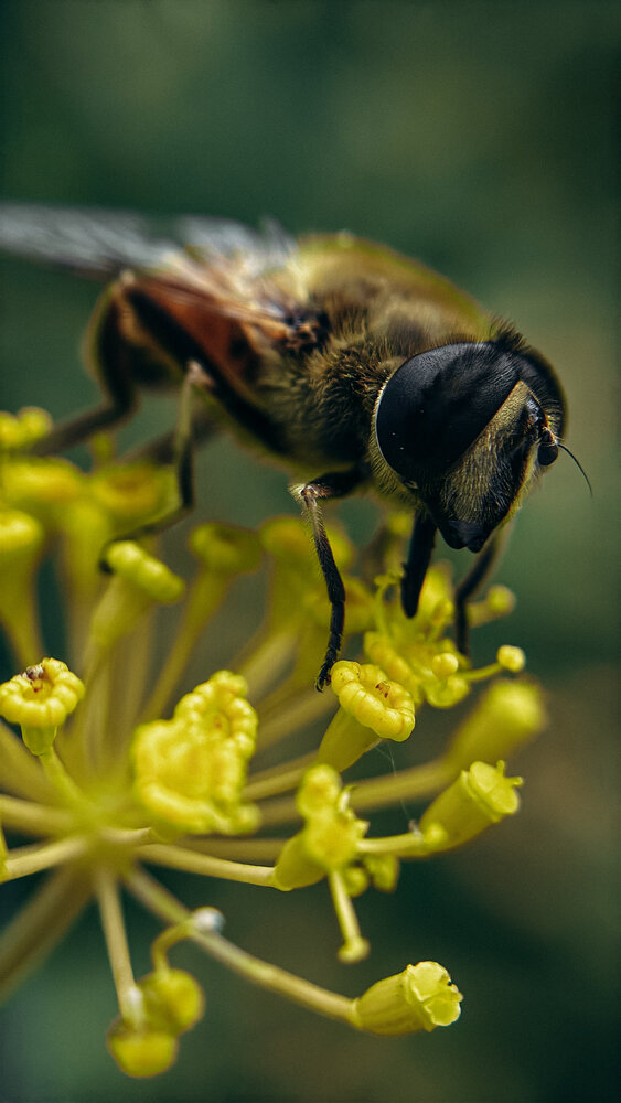 Photograph by Светлана Хмельницкая