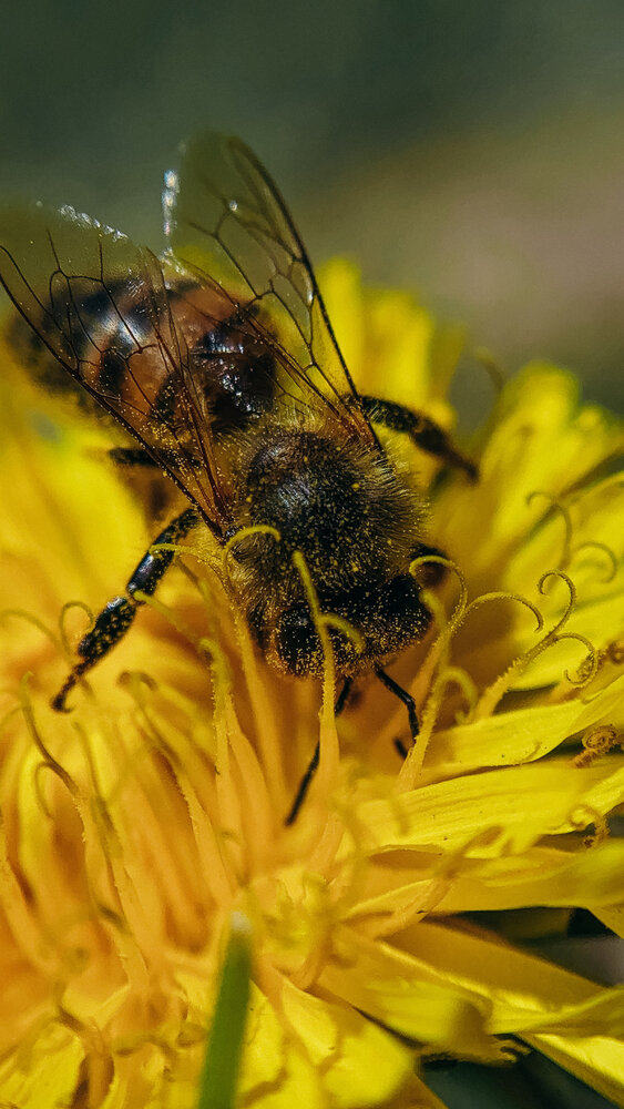 Photograph by Светлана Хмельницкая