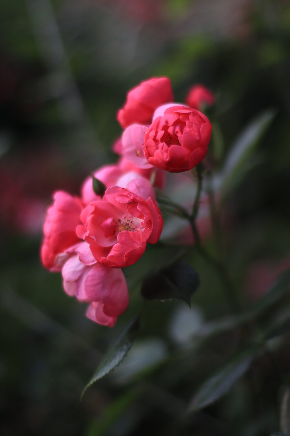 Photo #13798027