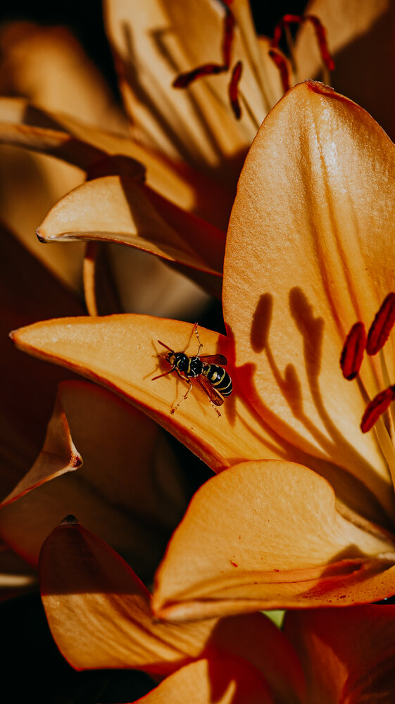 Photograph by Alisa Lisova