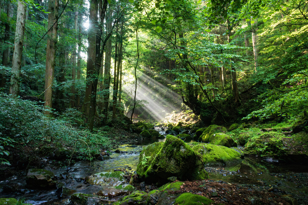Photograph by Gunma No UMA