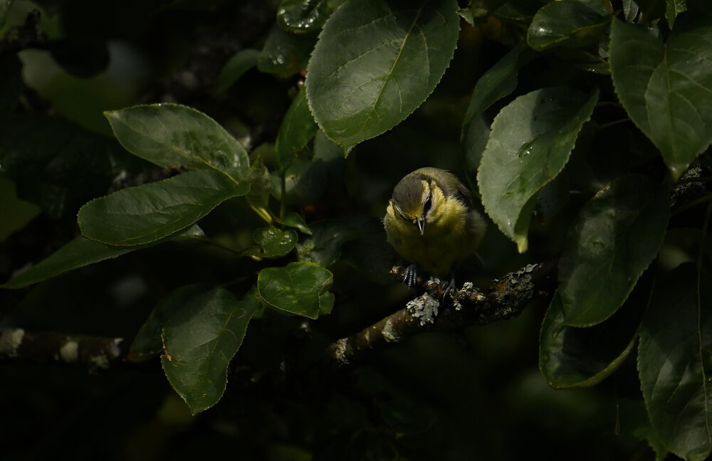 Photograph by Виктория Шажко