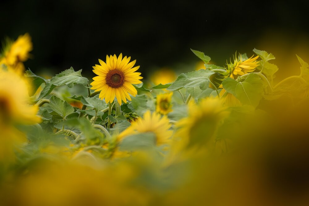 Photograph by Настя Рыж