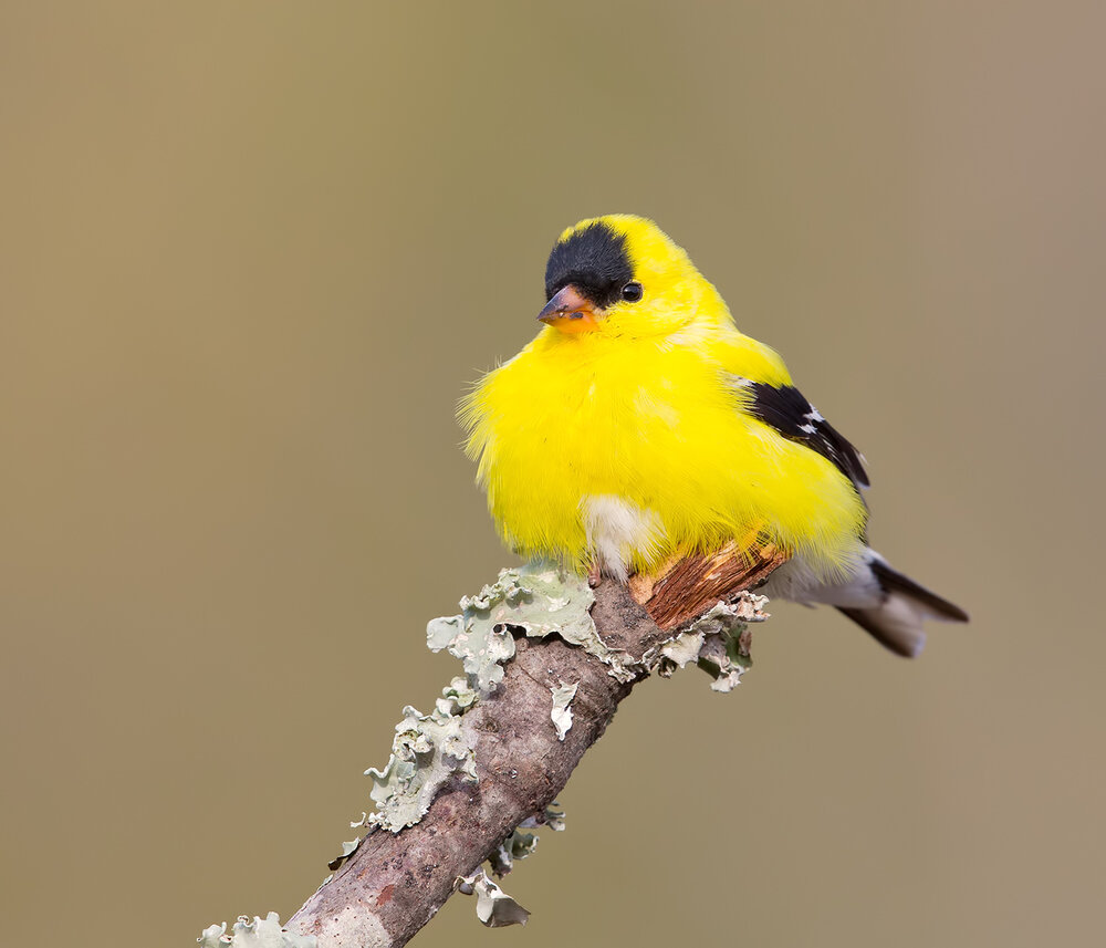 American Goldfinch - Американский чиж