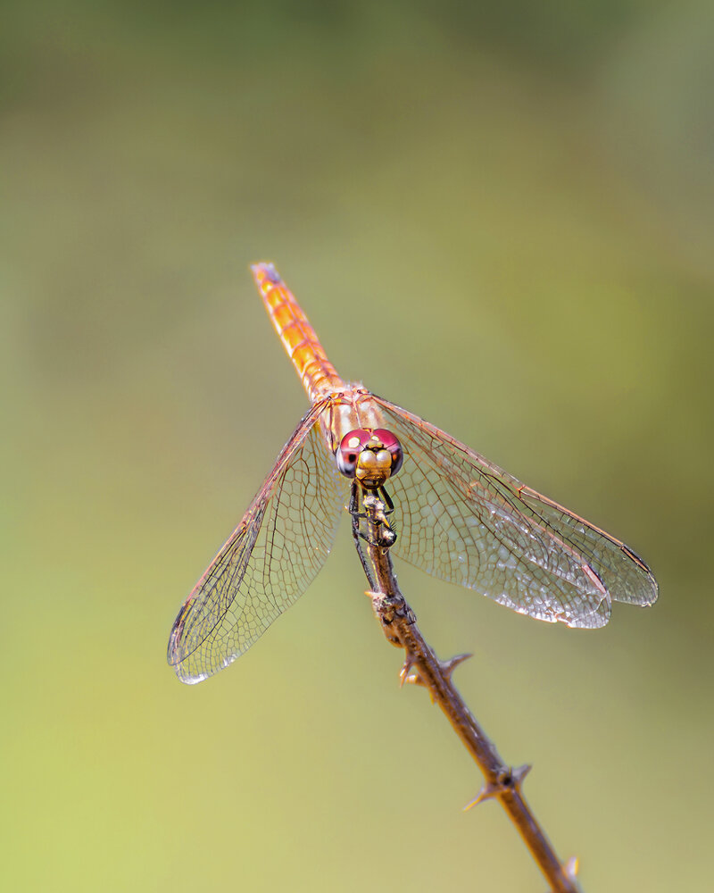 Photograph by Марина Ческис