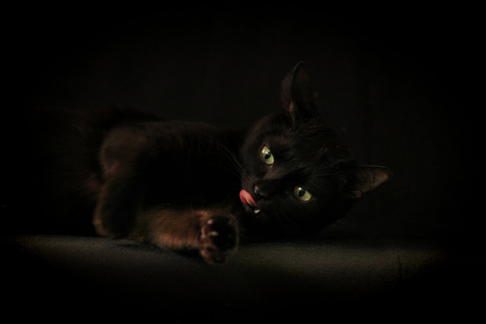Suri