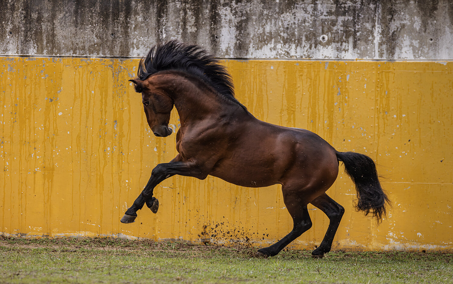 The Lusitano Stallion