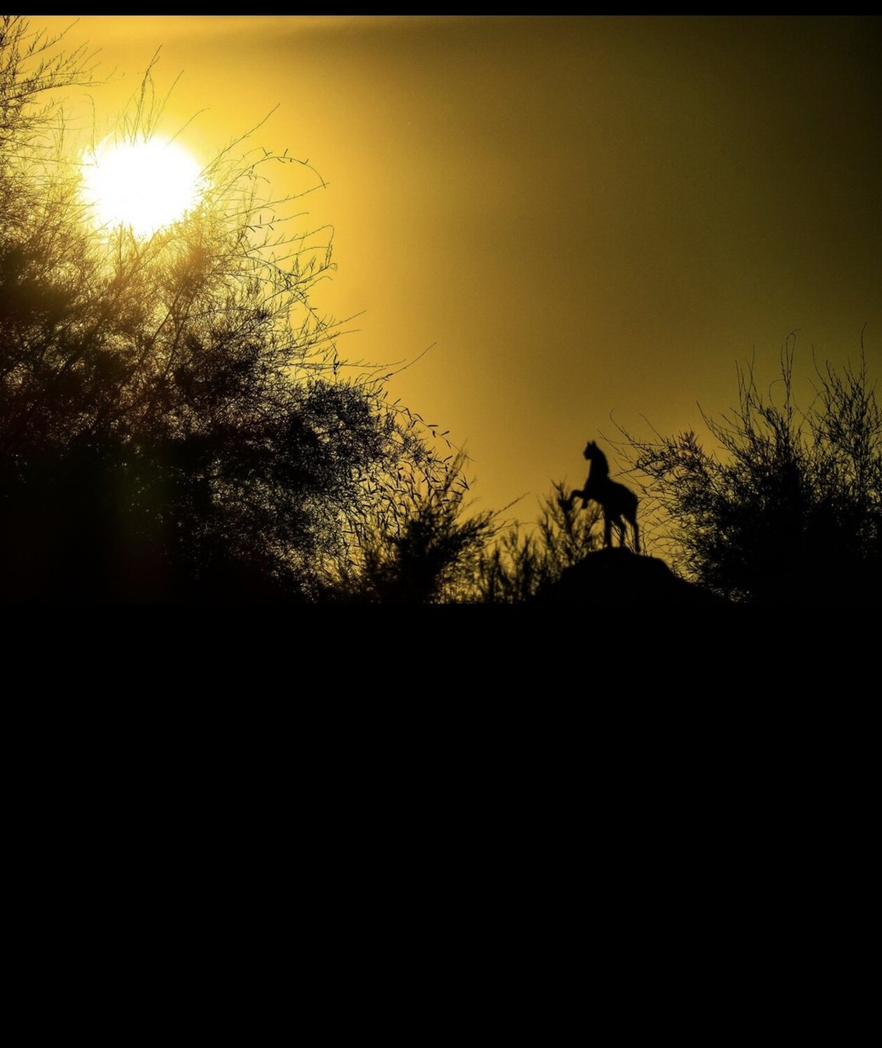 Photo #13798837