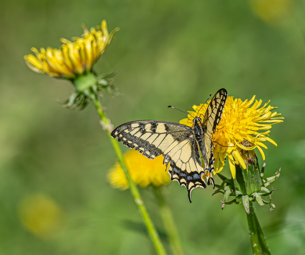 Photograph by Николай Абакумов