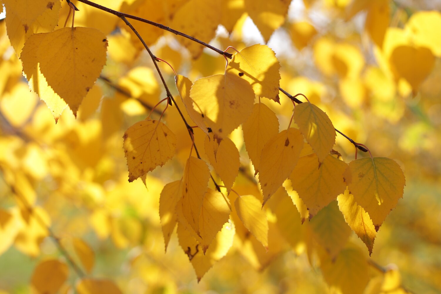 Photo #13798923
