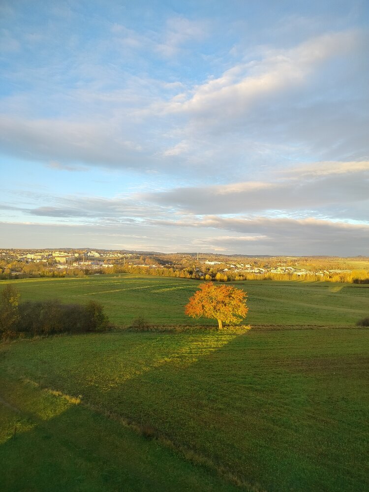Lonely Autumn Tree in Village Field