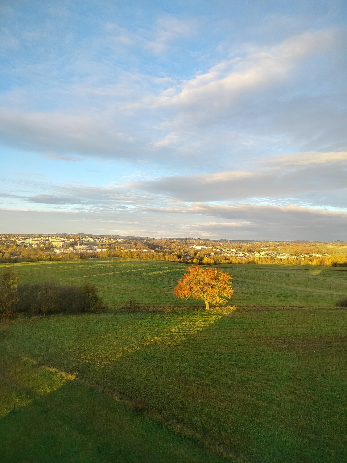 Lonely Autumn Tree in Village Field