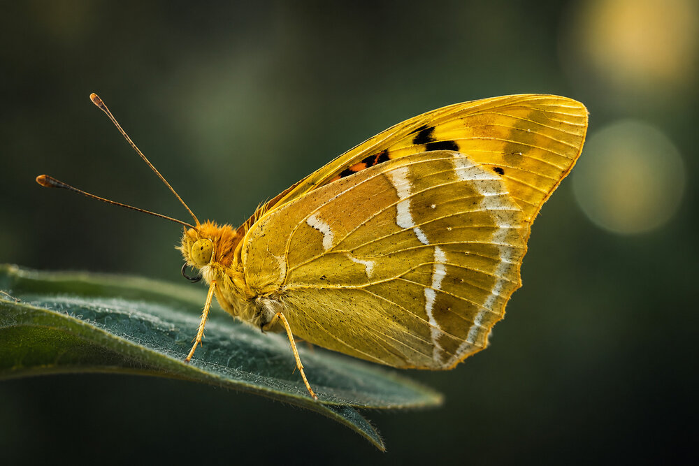 Photograph by Vesi Petrova