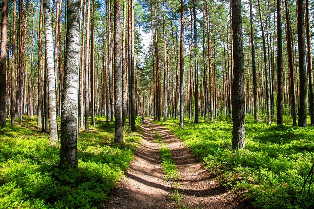 Photograph by Светлана Парамонова