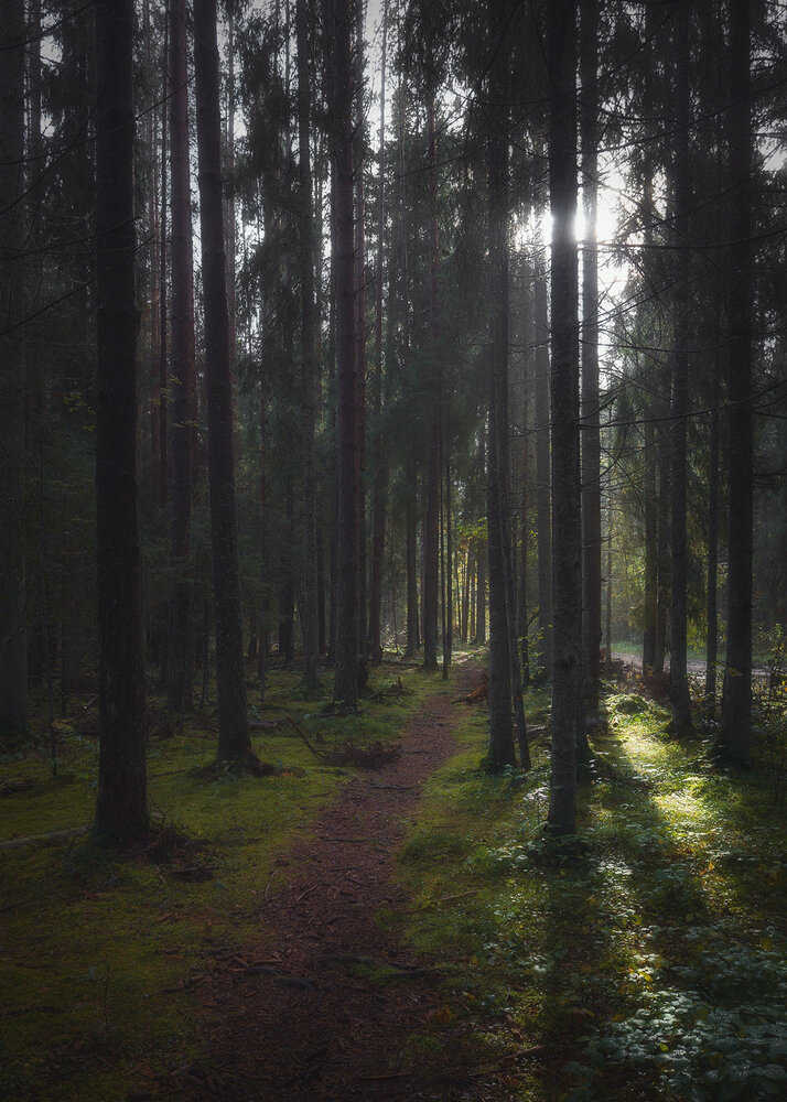 Лесными тропами