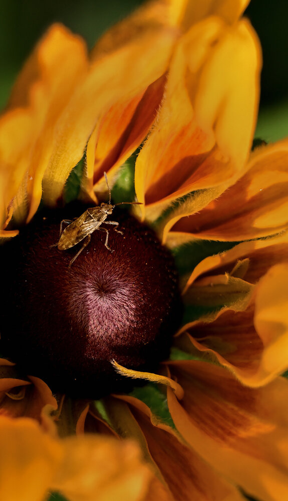 Photograph by Виктория Шажко