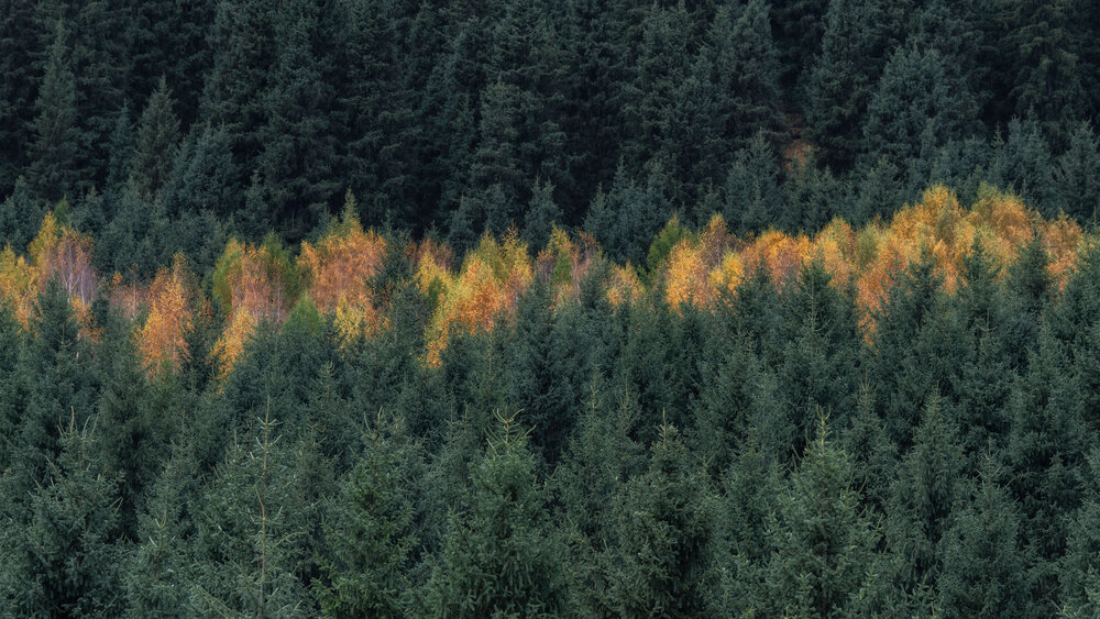 Photograph by Olga Sharikova
