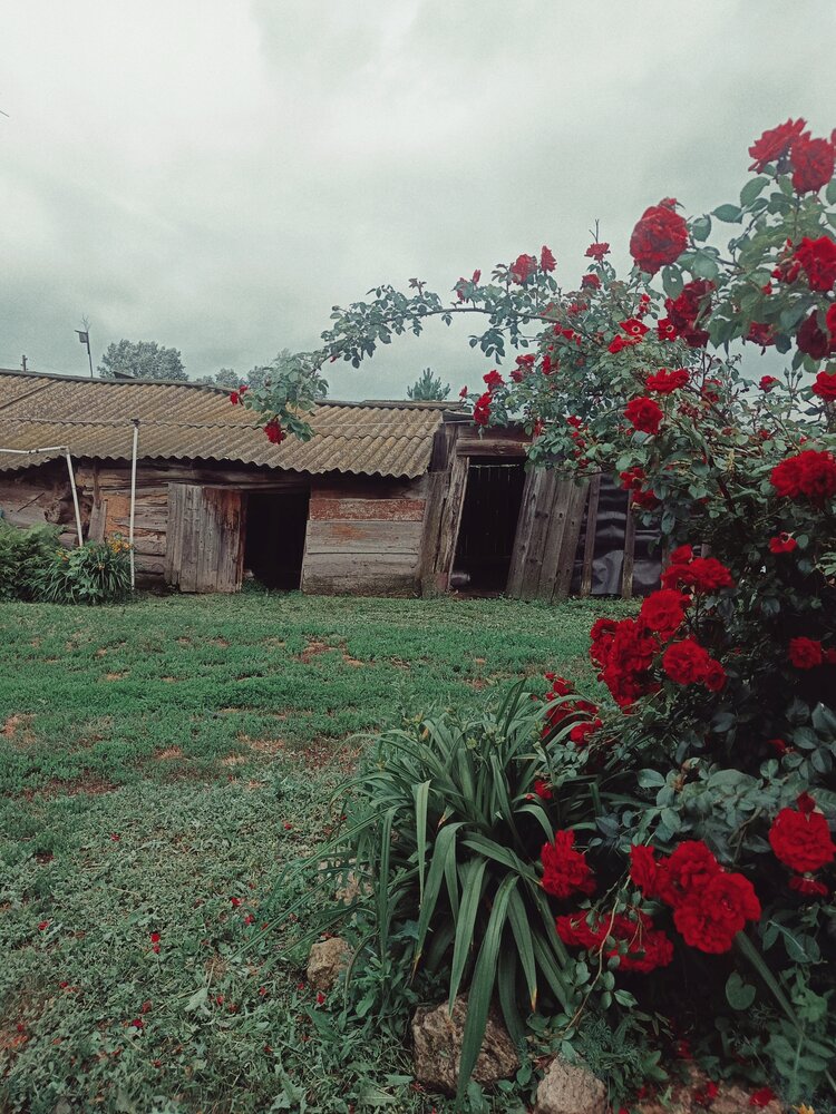 Photograph by Анастасия Чепурнова