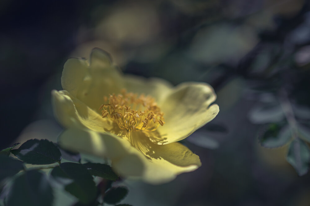 Photograph by Larysa Pinner