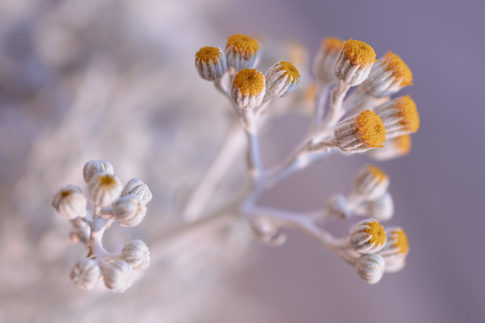 Photograph by Larysa Pinner