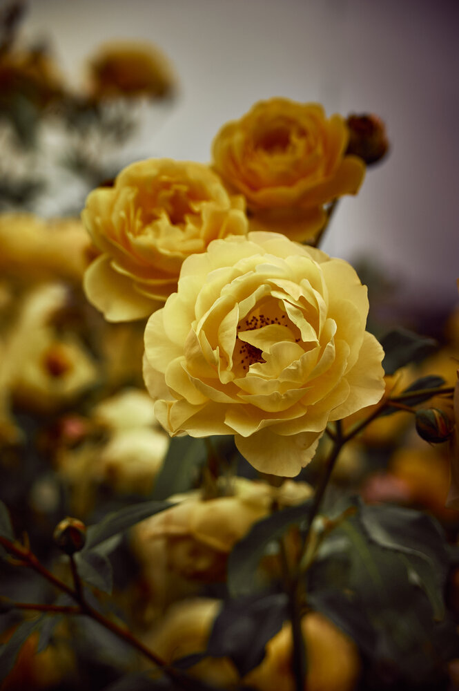 Photograph by Константин Громов