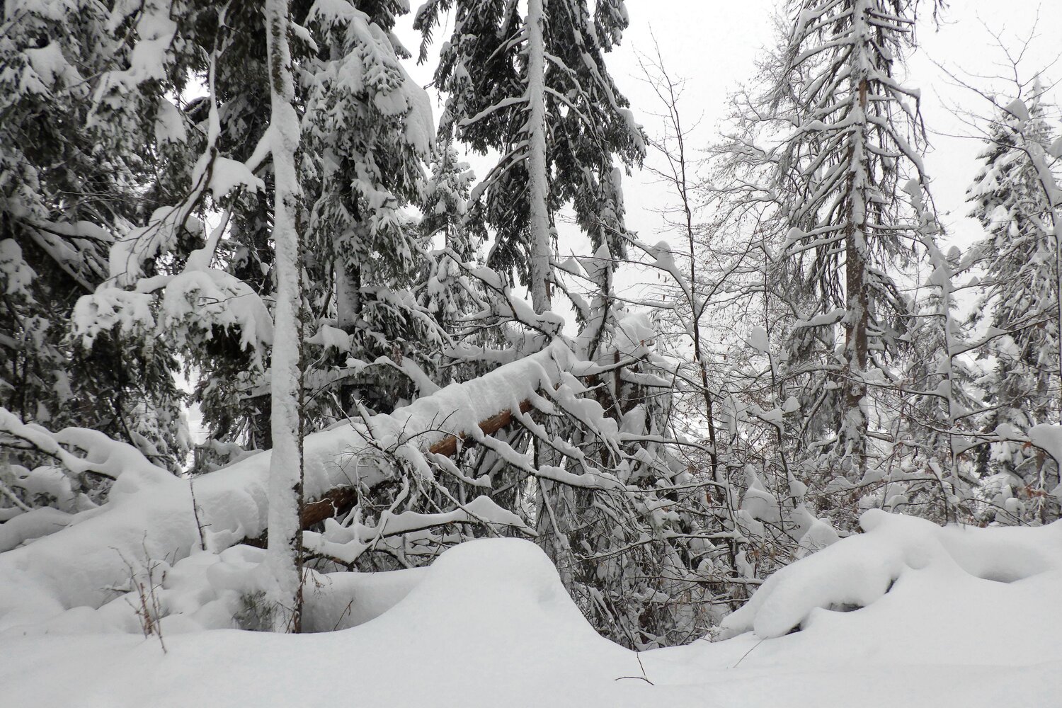 Photo #13799650