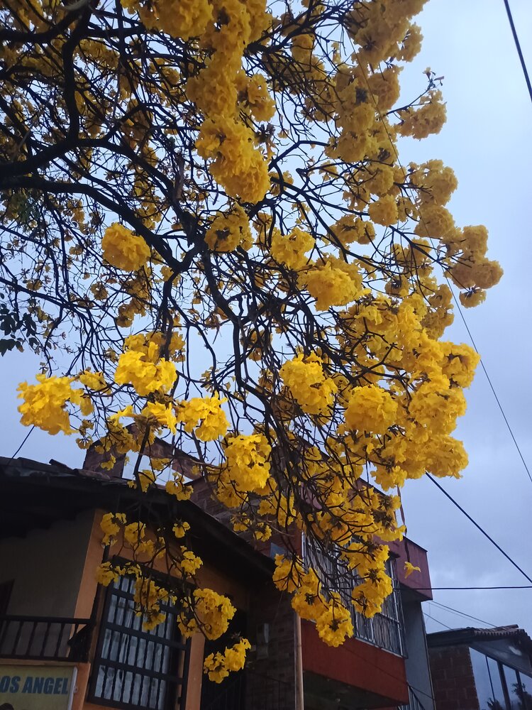 Photograph by Luis Fernando Tamayo Yepez