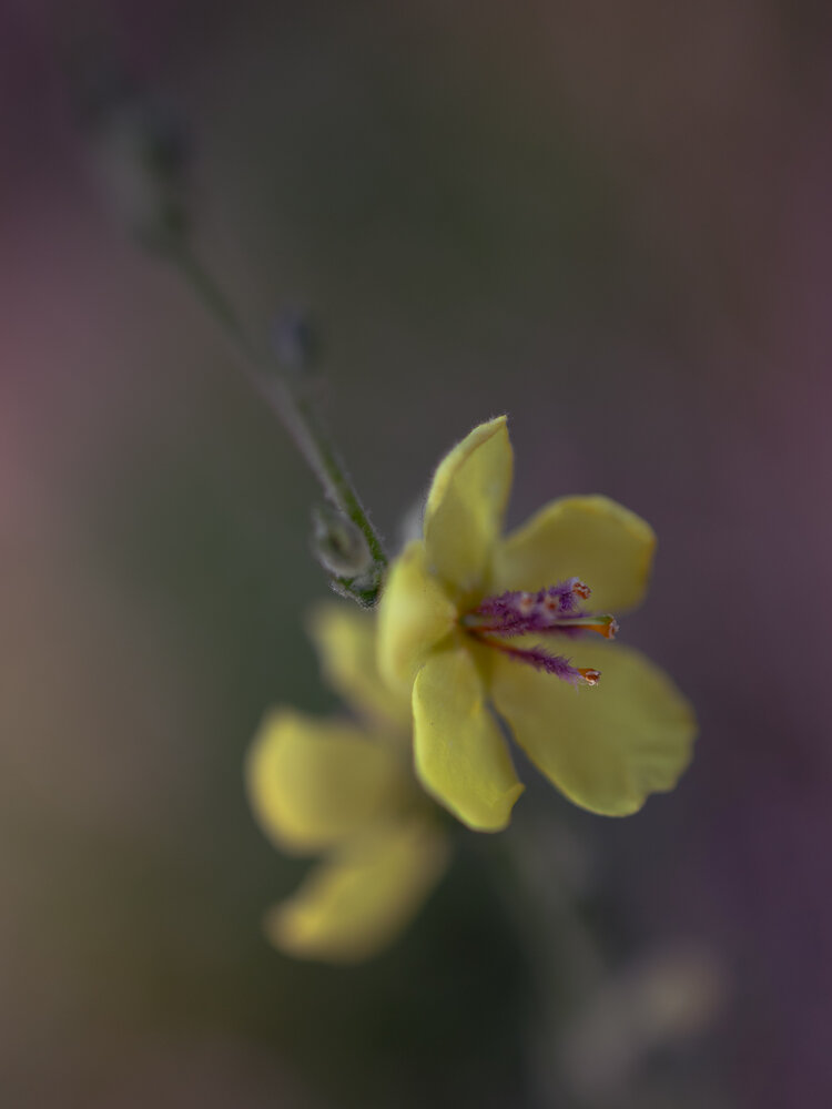 Photograph by Larysa Pinner