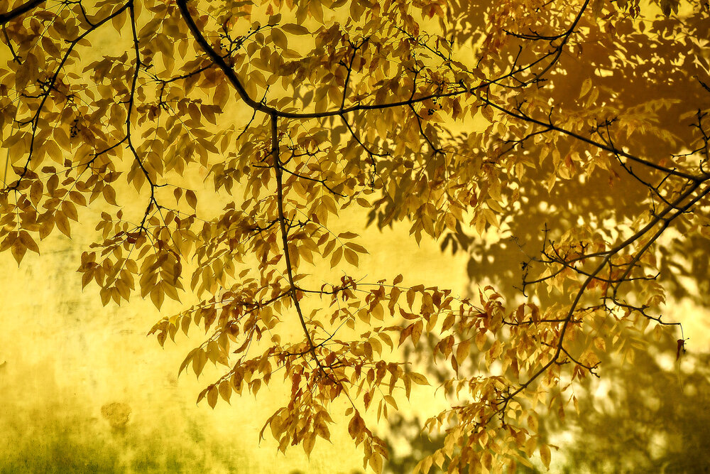 Photograph by Ирина Александрович