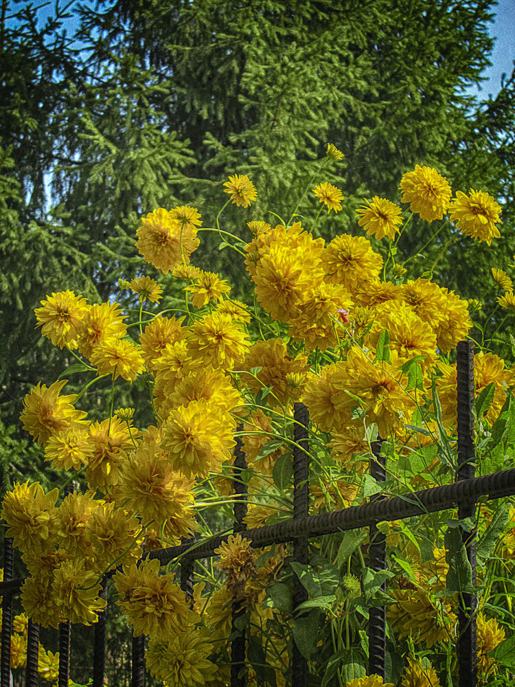 Photograph by Ирина Александрович