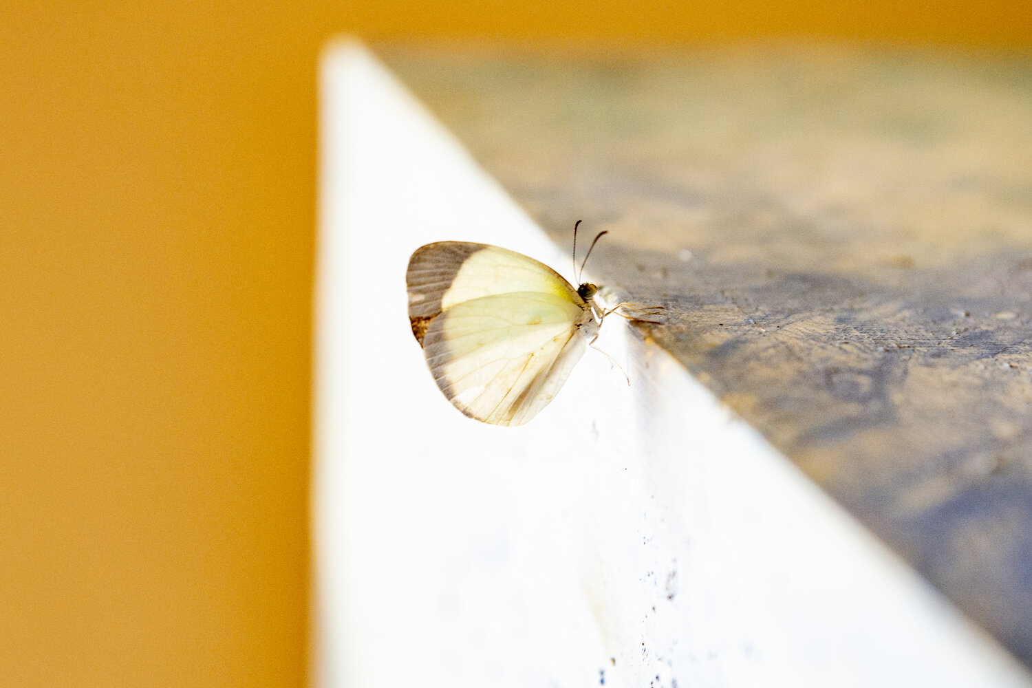 Photo #13799867
