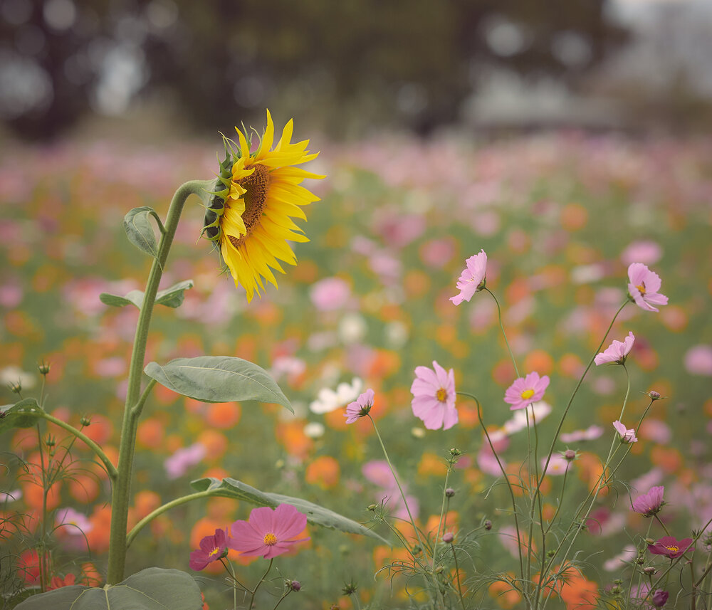 Sunflower and cosmos