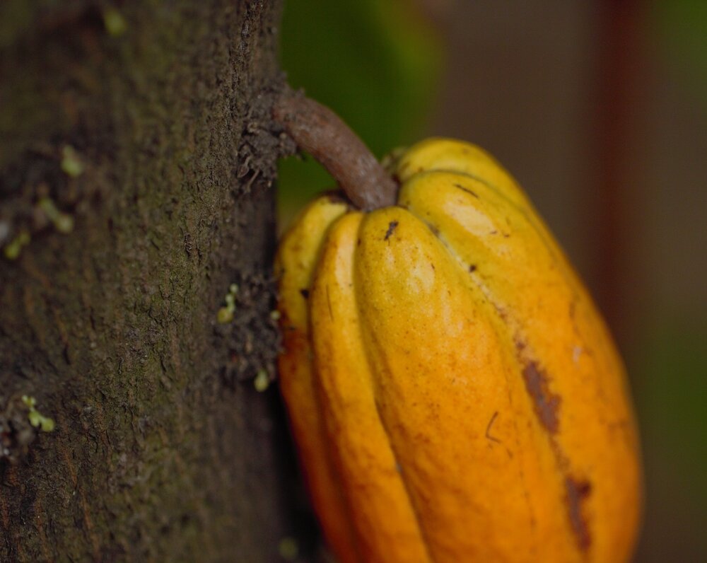 Fruto