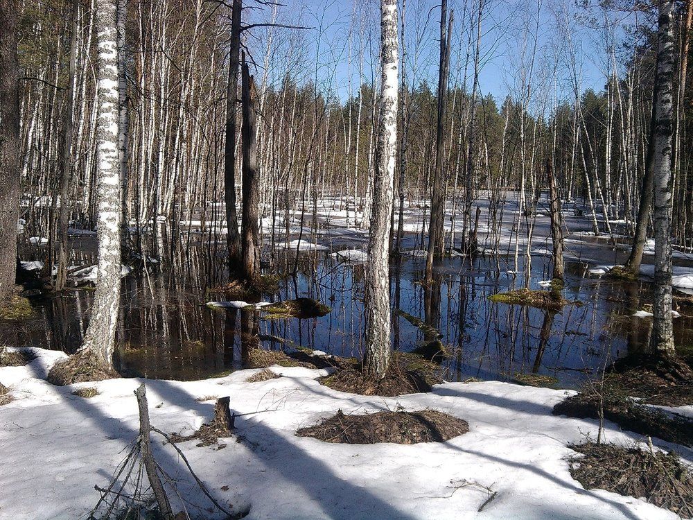 Весенний лес